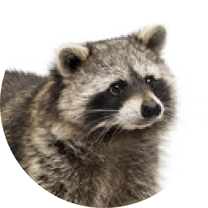 屋根裏に侵入するアライグマの写真